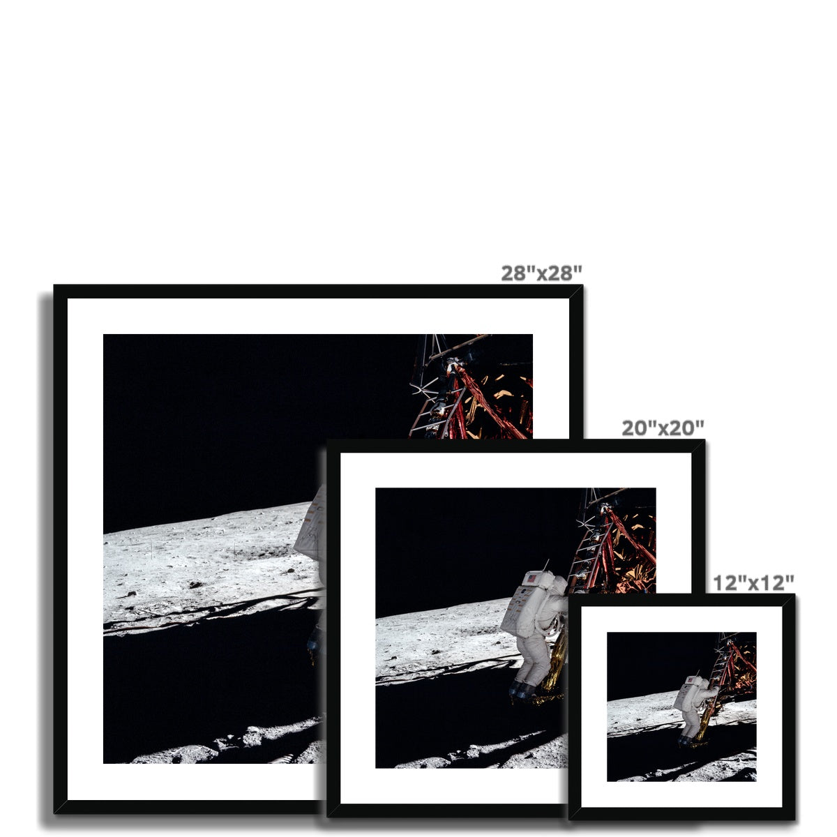 Eagle Descent Framed & Mounted Print